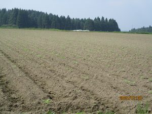 7月3日有川地区ひまわり開花状況
