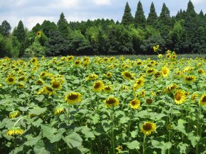  7月15日糸走地区ひまわり開花状況