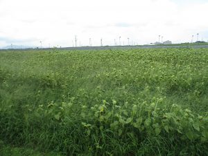  7月15日崎森地区ひまわり開花状況