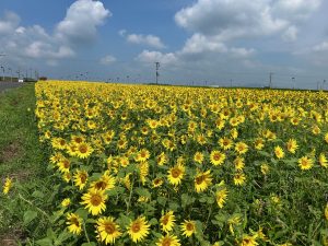 7月1日崎森地区ひまわり開花状況