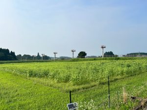 7月1日糸走地区ひまわり開花状況
