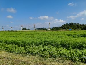 糸走り　コスモス畑